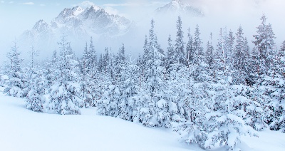 wintery scene trees and snow