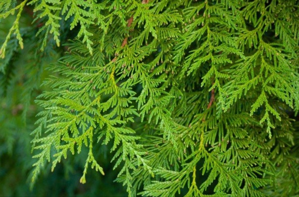 softwoods