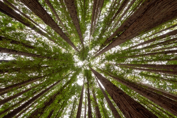 forest canopy